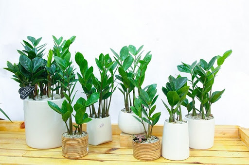 cay-kim-tien-de-ban1 cây kim tiền để bàn